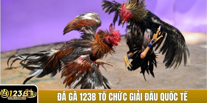 Đá gà 123B tổ chức các giải đấu trong nước và quốc tế