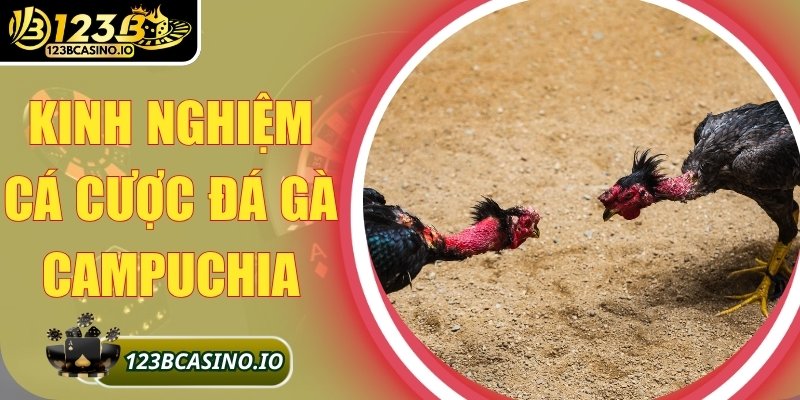 Kinh Nghiệm Cá Cược Đá Gà Campuchia