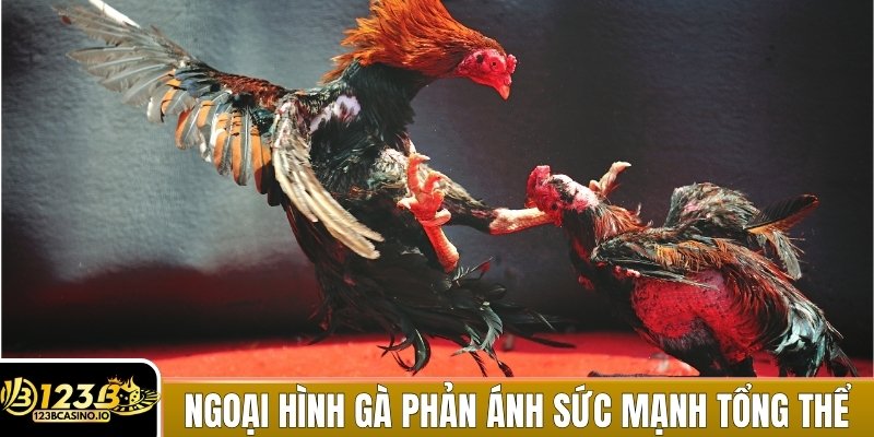 Ngoại hình gà phản ánh sức mạnh tổng thể rất rõ ràng