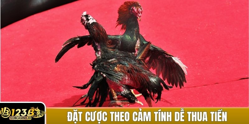 Đặt cược theo cảm tính dễ khiến bạn mất tiền nhanh chóng